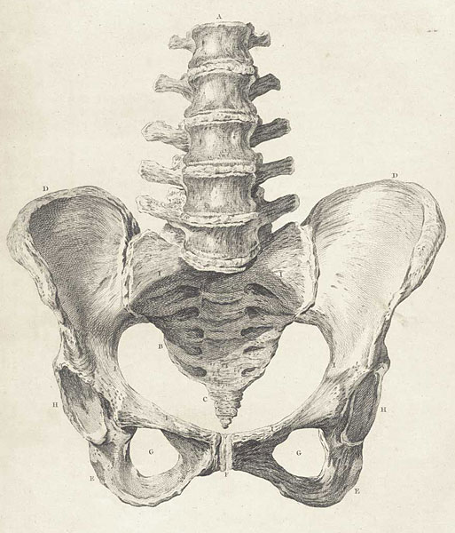 Анатомия человека XV - XVII веков